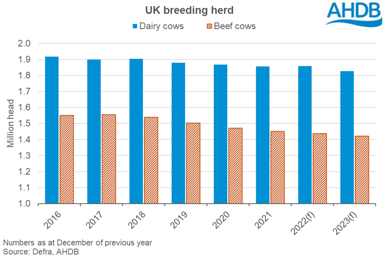UK breeding herd forecast chart